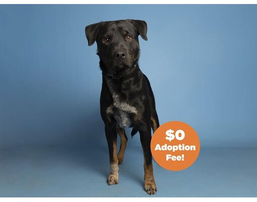 Phoenix, AZ - Rottweiler. Meet MIDNIGHT a Pet for Adoption - AdoptaPet.com