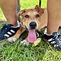 adopt a pet