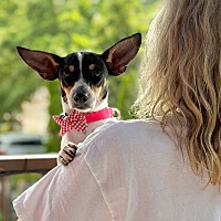 adopt a pet