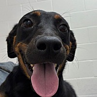 adopt a pet