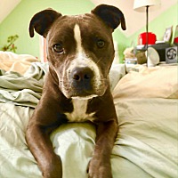 adopt a pet