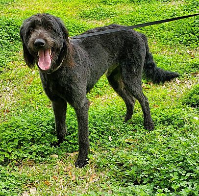 wire haired labradoodle