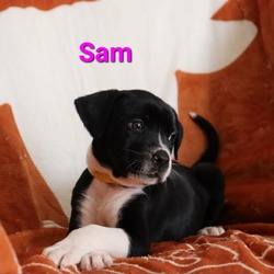 Photo of Sam