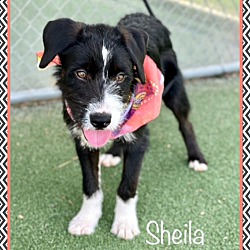 Thumbnail photo of SHEILA (R)(also see OSO) #3