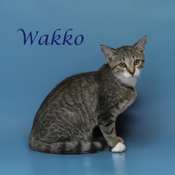 Thumbnail photo of Wakko C24-252 #4