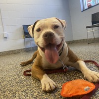 adopt a pet