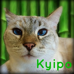 Thumbnail photo of Kyipo #2