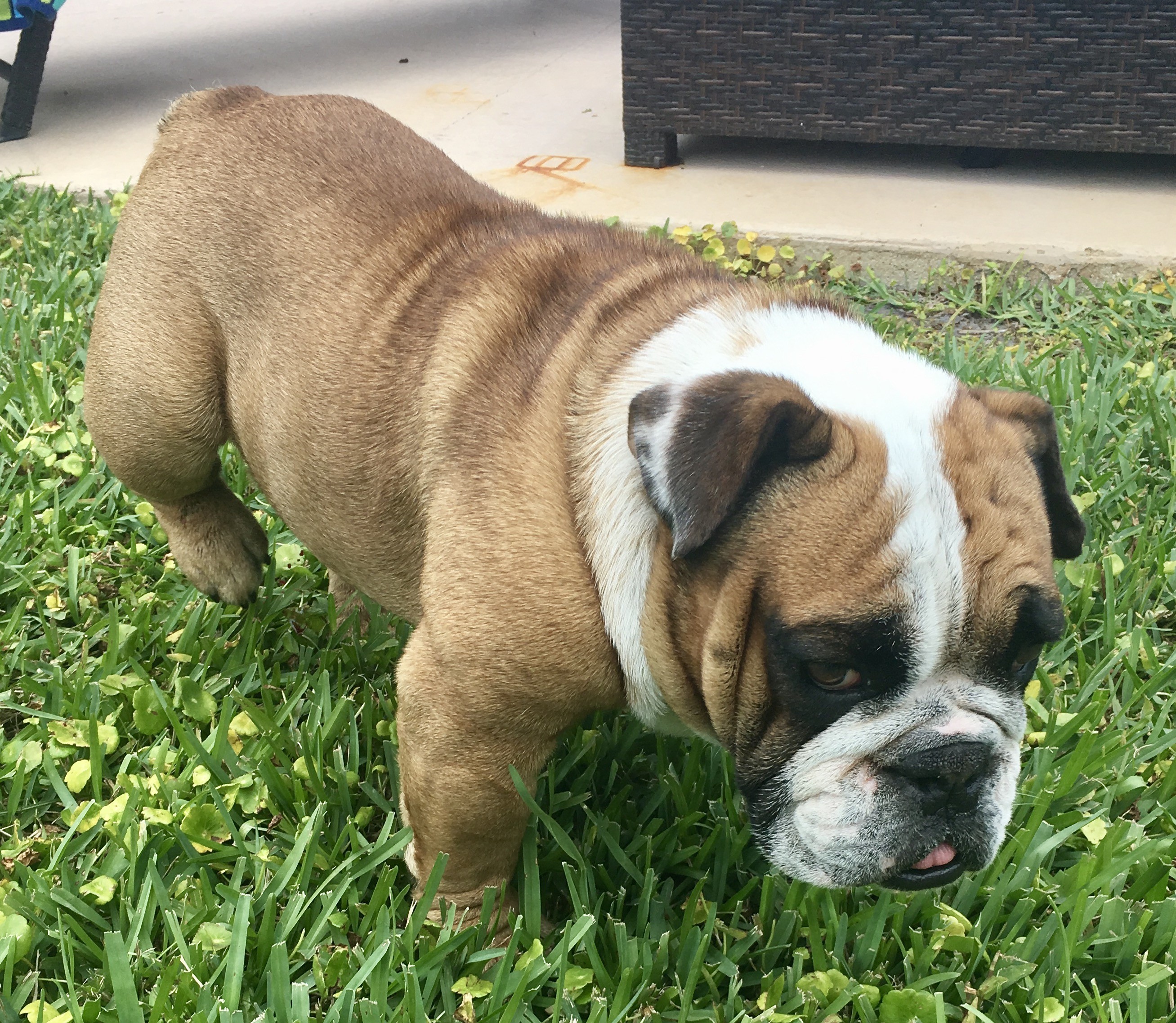 West Palm Beach Fl English Bulldog Meet Diesel A Pet For Adoption