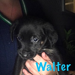 Photo of Walter