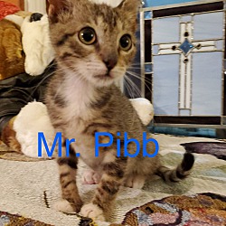 Photo of Mr. Pibb