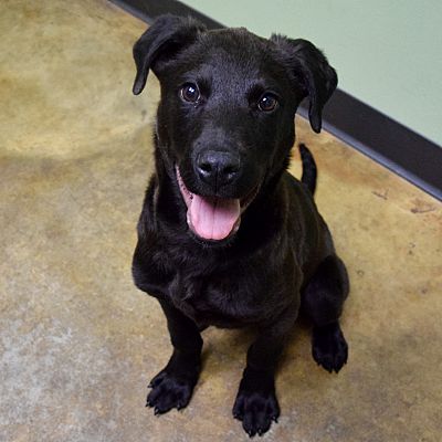 Knoxville, TN - Labrador Retriever. Meet COLTON a Pet for Adoption.