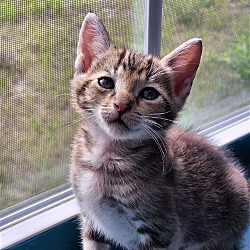 Photo of Kitten Hickory