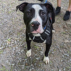 Photo of Sparky