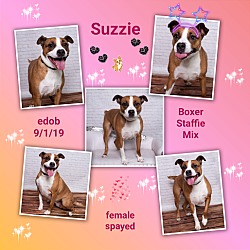 Thumbnail photo of Suzzie #4