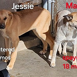 Thumbnail photo of Jesse (CP) - Foster or Adopt Me! #2