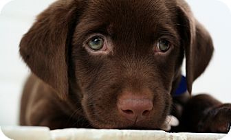 labrador puppies for adoption