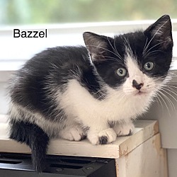 Photo of Bazzel