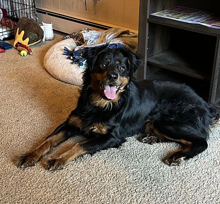 Warwick, RI - Rottweiler/Mixed Breed (Medium). Meet Meg Robinson a Pet ...