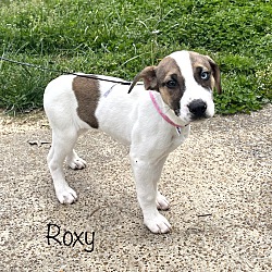 Thumbnail photo of Roxy ~ meet me! #1