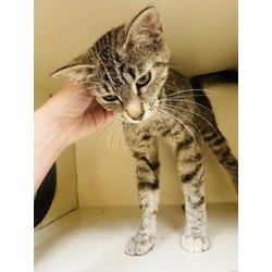 Thumbnail photo of Mochi (Petsmart) #2