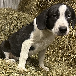 Thumbnail photo of Hayride Henry #4