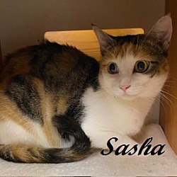 Thumbnail photo of Sasha #2