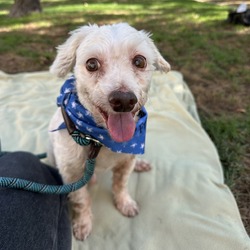 Pop, Poodle (Miniature) Mixed Breed (Medium)
