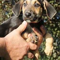 Thumbnail photo of Rayna, shep hound beauty! #4