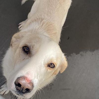 Reno, NV - Great Pyrenees. Meet Ferguson a Pet for Adoption - AdoptaPet.com