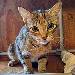 Photo of Cupcake