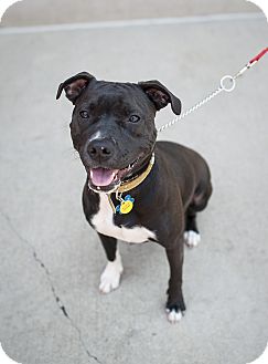 Birmingham Mi Boston Terrier Meet Natalie A Pet For Adoption