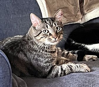 Mr. Tabbs (Special adoption fee $50!)
