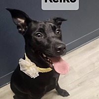 adopt a pet