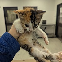 adopt a pet