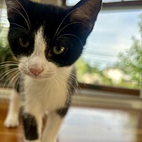 adopt a pet