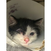 adopt-pet