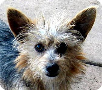 yorkie norwich terrier mix
