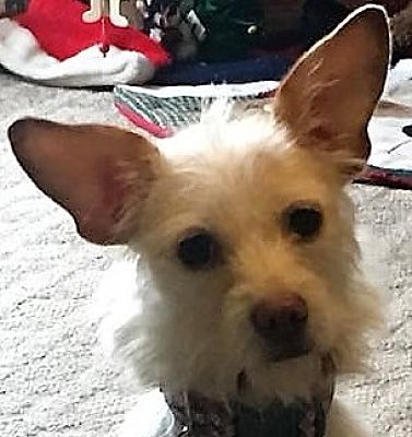 Small Dogs For Sale Lexington Ky