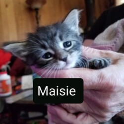 Photo of Maisie