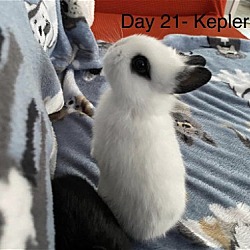 Thumbnail photo of Kepler 'Magee' #4