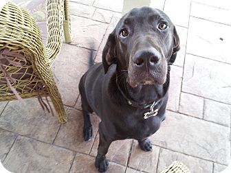 black and tan coonhound golden retriever mix