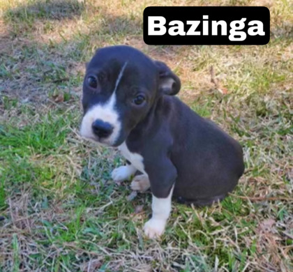 Photo of Bazinga