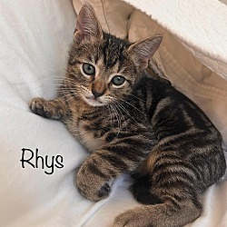 Thumbnail photo of Rhysand ("Rhys") #1