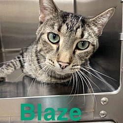 Thumbnail photo of Blaze #1