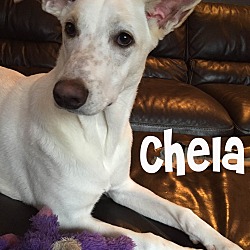 Thumbnail photo of Chela #1