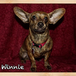Thumbnail photo of Winnie #3