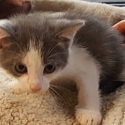 Thumbnail photo of Grey w White Ear Kitten #2