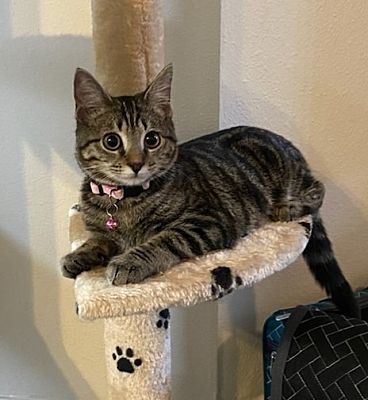 Raleigh, NC - Domestic Shorthair. Meet Cabbage a Pet for ...