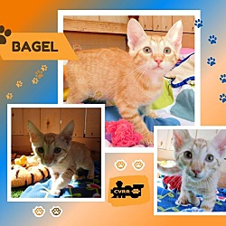 Photo of Bagel (Kitten)