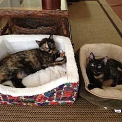 Thumbnail photo of Luna &/or Jack-Pretty Torties #3